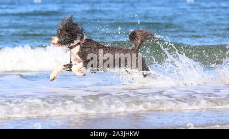 Un chien d'eau Portugais bénéficiant d'exécution, de jouer et de s'éclabousser dans l'océan. Banque D'Images