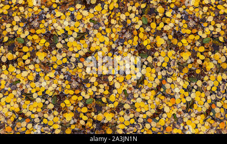 Couche de feuilles de peuplier en or couvrir le sol des forêts naturelles colorées créer la texture d'arrière-plan Banque D'Images