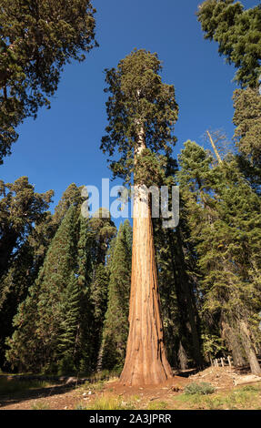 Une vue de General Sherman Tree, le plus grand arbre vivant et de l'organisme sur terre. C'est arbre Séquoia 275 pieds (83 m) de hauteur, et est de plus de 36 pieds (11 Banque D'Images