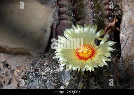 Ancistrocactus Scheeri floraison ou Évêques Bouchon du Plateau Central du Mexique Banque D'Images