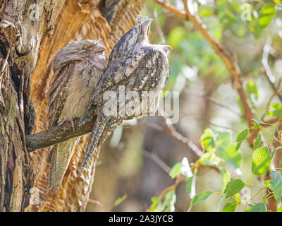 Le Tawny Une grille supérieure (Podargus strigoides) est une espèce d'une grille supérieure, un type d'oiseau trouvé tout au long de l'Australie. Banque D'Images