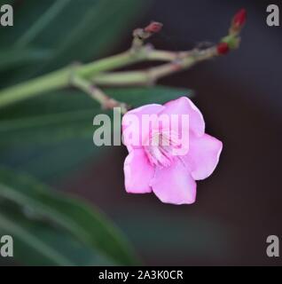 Fleurs de la flore Brésilienne. Sauvages, exotiques, cerrado, jardins, montagnes du Minas Gerais Banque D'Images