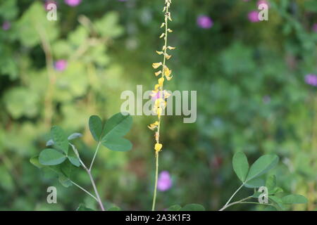 Coccinelle sur une plante. La Slovaquie .American petite herbe à poux Ambrosia artemisiifolia ou allergie causant . Banque D'Images