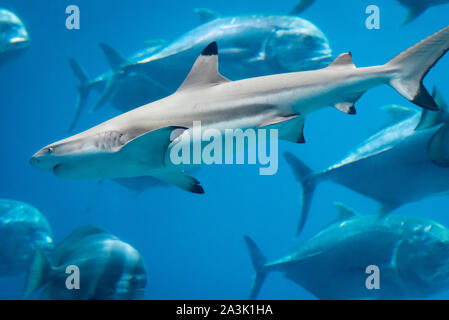 Blacktip reef shark à l'Aquarium de Géorgie dans le centre-ville d'Atlanta, Géorgie. (USA) Banque D'Images