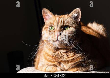 Chat Orange (race mélangée ; demi persan) avec des yeux verts éclairés par la lumière du soleil ; fond sombre Banque D'Images