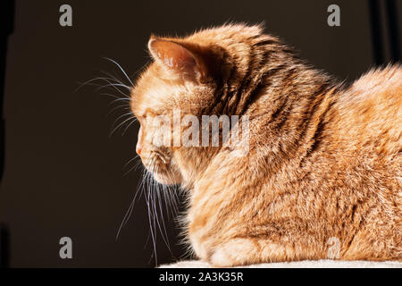 Profil de chat orange (race mélangée ; demi persan) éclairé par un soleil éclatant ; fond sombre Banque D'Images