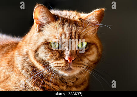 Chat Orange (race mélangée ; demi persan) avec des yeux verts éclairés par la lumière du soleil ; fond sombre Banque D'Images