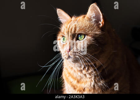 Chat Orange (race mélangée ; demi persan) avec des yeux verts éclairés par la lumière du soleil ; fond sombre Banque D'Images