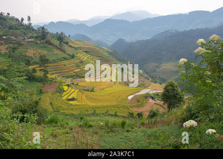 Vert, brun, jaune et golden rice terrace champs de Mu Cang Chai, au nord-ouest du Vietnam Banque D'Images