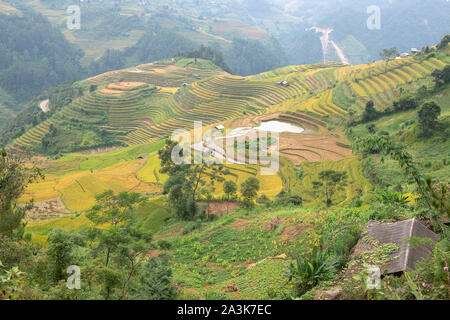 Vert, brun, jaune et golden rice terrace champs de Mu Cang Chai, au nord-ouest du Vietnam Banque D'Images