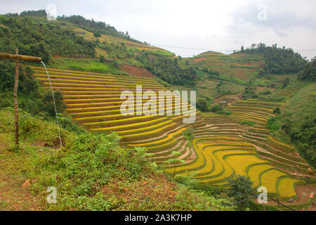 Vert, brun, jaune et golden rice terrace champs de Mu Cang Chai, au nord-ouest du Vietnam Banque D'Images