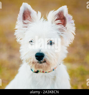 Sweet West Highland White Terrier - Westie, Westy Portrait de chien. Banque D'Images