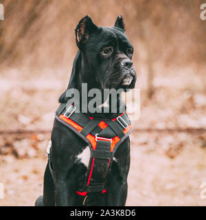 Jeune Noir Cane Corso Chiot Chien porte en habits spéciaux assis à l'extérieur. Les grandes races de chien. Close Up Portrait. Banque D'Images