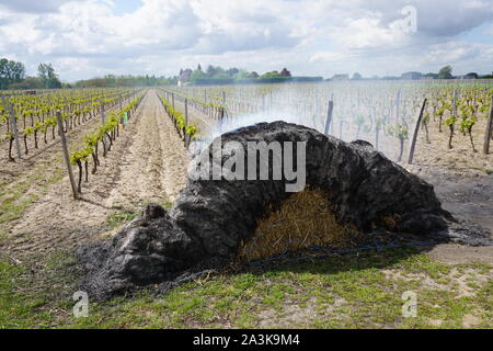 Balles de foin brûler pour la protection contre le gel, au cours de la nouvelle croissance de la vigne dans la vallée de la Loire, France Banque D'Images