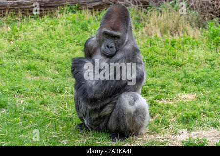 Silverback gorilla singe singe noir portrait close up Banque D'Images