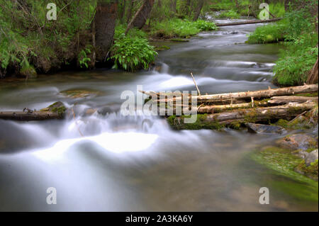 Nettoyer une petite rivière coule à travers la forêt, une longue exposition shot. L'Altaï, Sibérie, Russie. Banque D'Images