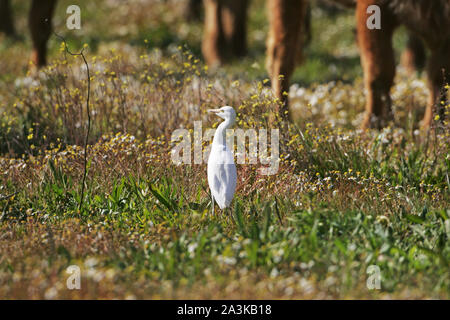 Héron garde-boeufs Bubulcus ibis à chercher de la nourriture par le bétail Banque D'Images