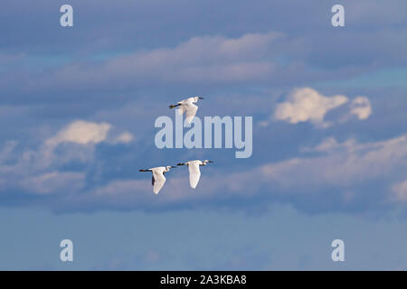 Aigrette garzette Egretta garzetta trois en vol au dessus de la Roseliere Le Musée du Parc Naturel Régional de Camargue de la Camargue France Février 2016 Banque D'Images