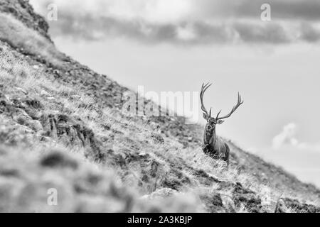 Rencontre dans les Alpes (red deer) Banque D'Images