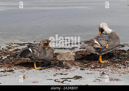 Steamer duck Tachyeres brachypterus (incapable de paire avec un caneton sur une plage de l'Île Sealion Malouines territoire britannique d'outre-mer décembre 201 Banque D'Images