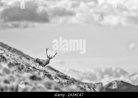 Rencontre dans les Alpes (red deer) Banque D'Images