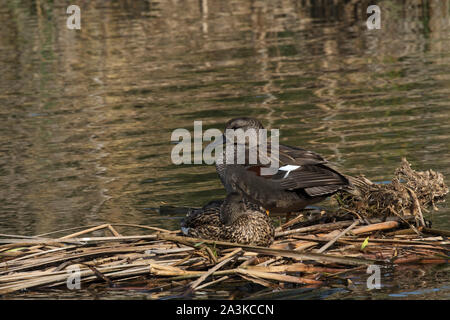 Le Canard chipeau Anas strepera pair reposant sur la végétation dans le lac à Quinta do Lago partie de la Réserve Naturelle de Ria Formosa Algarve Portugal Février 2017 Banque D'Images