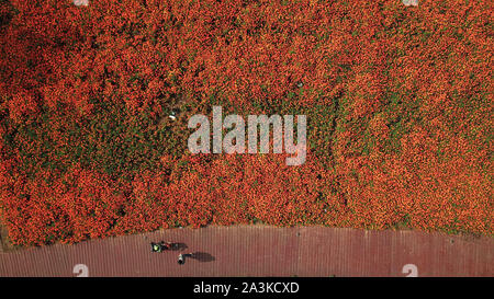 Hefei, Chine, Anhui Province. 9 octobre, 2019. Les gens s'amuser dans un parc de la ville de Hefei, capitale de la Chine de l'est la province de l'Anhui, le 9 octobre 2019. Credit : Zhang Duan/Xinhua/Alamy Live News Banque D'Images