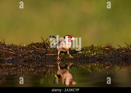 Chardonneret élégant Carduelis carduelis au bord d'une piscine à débordement près de Parc national de Kiskunsag Tiszaalpar Hongrie Juin 2017 Banque D'Images