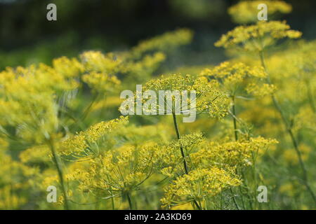 Arrière-plan avec l'aneth gros plan-cadre. Plante de jardin. Aneth odorant sur le jardin Banque D'Images