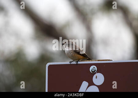 Moucherolle vermillon Pyrocephalus rubinus perché sur un tableau, une des voies Skillern Anahuac, National Wildlife Refuge, Texas, USA, Décembre 2017 Banque D'Images