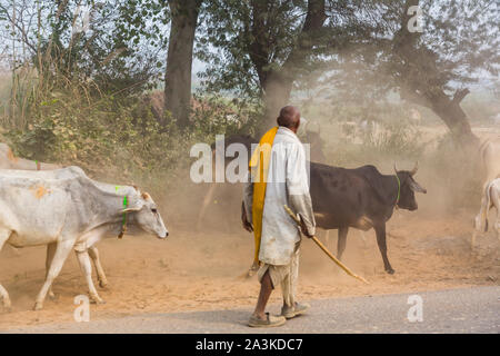 Vaches et berger en Inde Banque D'Images