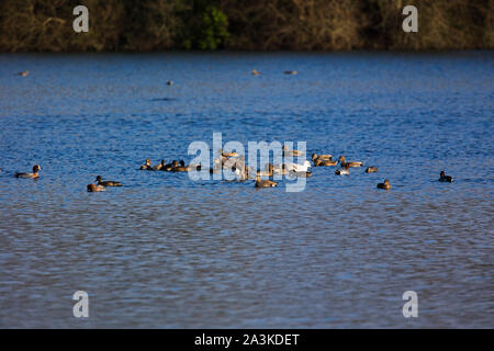 Le Canard chipeau Anas strepera et le Canard siffleur Anas penelope bande sur le lac de lierre, Blashford Lakes Nature Reserve, Hampshire et l'île de Wight Wildlife Banque D'Images