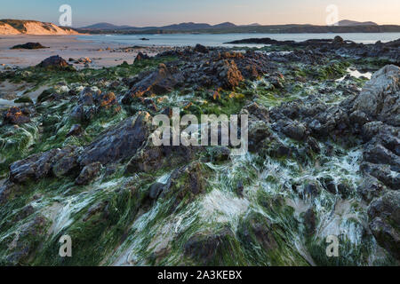 Rochers incrustés d'algues sur cinq doigts Strand, Trawbreaga Bay et Dunaff Head de soldats Hill, péninsule d'Inishowen, Co Donegal, Irlande Banque D'Images