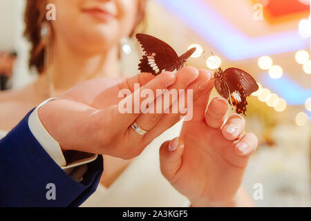 Papillons exotiques. Beaux papillons vivants s'asseoir sur les mains des mariés. Reçu en cadeau à la fête de mariage. Banque D'Images