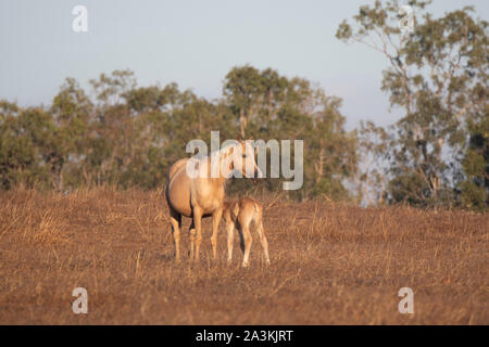 Une jument et son poulain debout dans un champ dans le soleil du matin, Mareeba, Queensland, Queensland, Australie Banque D'Images