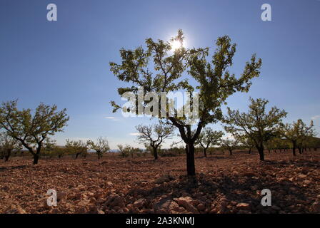 Amandier Murcia desert shoot 11 novembre 2013 Photographie par Tony Henshaw Banque D'Images