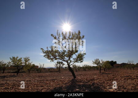 Amandiers Murcia desert shoot 11 novembre 2013 Photographie par Tony Henshaw Banque D'Images