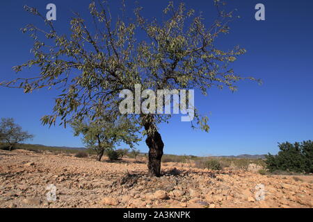 Amandier Murcia desert shoot 11 novembre 2013 Photographie par Tony Henshaw Banque D'Images