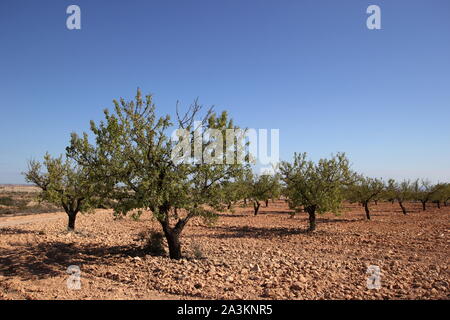 Amandier Murcia desert shoot 11 novembre 2013 Photographie par Tony Henshaw Banque D'Images