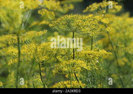 Arrière-plan avec l'aneth gros plan-cadre. Plante de jardin. Aneth odorant sur le jardin Banque D'Images