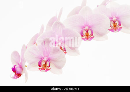 Orchidée Phalaenopsis rose pâle communément appelée orchidée de la moth, isolée sur fond blanc. Banque D'Images