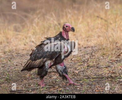 King vulture, Ranthambhore National Park, Rajasthan, Inde Banque D'Images