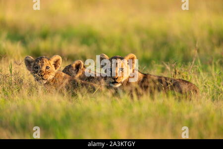 Des lionceaux dans une lumière du matin, Amboseli, Kenya Banque D'Images