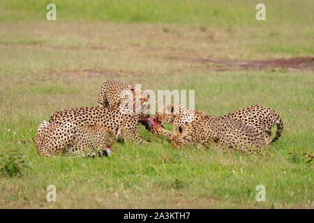 Les guépards sur un kill, Acinonyx jubatus, Masai Mara, Kenya, Afrique Banque D'Images