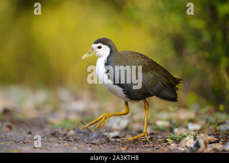 White-breasted waterhen, Amaurornis phoenicurus, Bharatpur, Rajasthan, Inde Banque D'Images