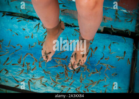 Nettoyage du poisson pieds femme médecin dans un spa. Garra Rufa ou poissons garra rouge Banque D'Images