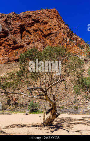 La piste de randonnée et le lit de rivière sec qui mène à Simpsons Gap dans le territoire du Nord, en Australie. Banque D'Images