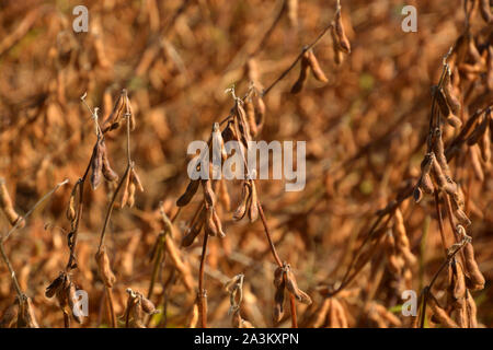 Champ de soja brun mûrs à l'automne soleil, prêt pour la récolte de soja brun champ sans un arrière-plan et les feuilles Banque D'Images