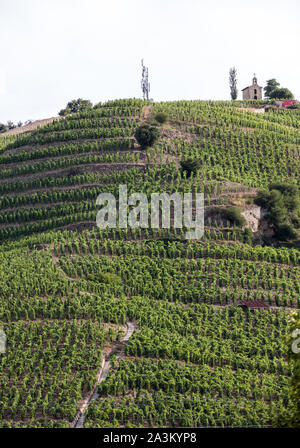 Vue sur le vignoble de Crozes-Hermitage M. Chapoutier à Tain l'Hermitage, vallée du Rhône, France Banque D'Images