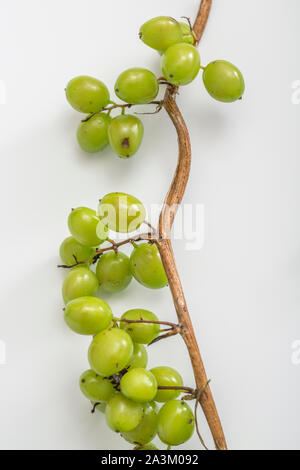 Les baies toxiques de Black Bryony / Tamus communis syn. Dioscorea communis, une haie de vigne produisant des mauvaises herbes d'escalade comme berry clusters. Banque D'Images